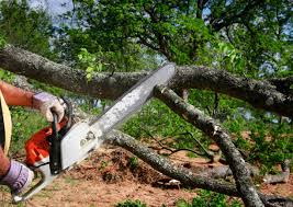 Best Stump Grinding and Removal  in Cornwall On Hudson, NY